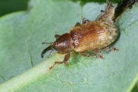Dorytomus melanophthalmus