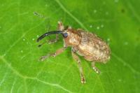 Dorytomus longimanus
