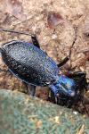 Carabus intricatus