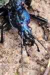 Carabus intricatus
