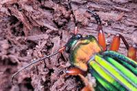 Carabus auronitens