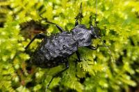 Carabus nodulosus