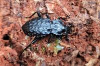 Carabus nodulosus