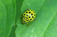 Psyllobora vigintiduopunctata