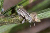 Sitona striatellus
