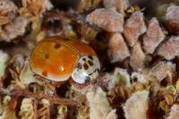 Adalia decempunctata