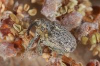Ceutorhynchus pallidactylus
