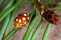 Vibidia duodecimguttata