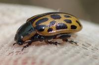 Chrysomela vigintipunctata