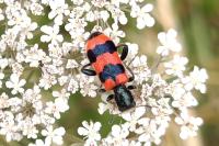 Trichodes apiarius