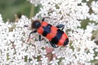 Trichodes apiarius