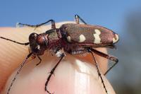 Cicindela hybrida