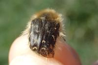 Tropinota hirta