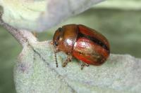 Gonioctena olivacea