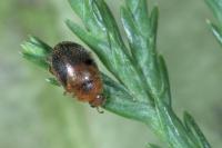 Rhyzobius chrysomeloides
