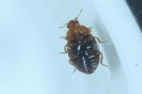 Rhyzobius chrysomeloides