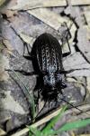 Carabus granulatus