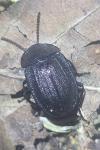 Phosphuga atrata