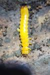 Pyrochroa coccinea