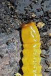 Pyrochroa coccinea