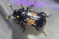 Nicrophorus humator