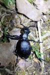 Meloe violaceus