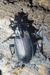 Pterostichus niger