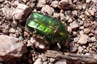 Cetonia aurata