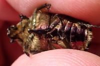 Cetonia aurata