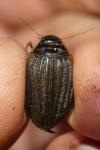 Acilius sulcatus