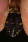 Acilius sulcatus