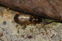 Philorhizus melanocephalus