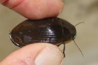 Dytiscus semisulcatus