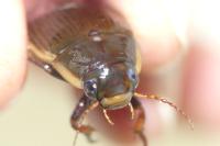 Dytiscus semisulcatus