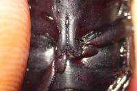 Dytiscus semisulcatus