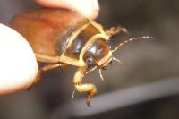 Dytiscus marginalis