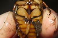 Dytiscus marginalis