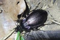 Carabus nemoralis
