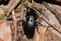 Abax parallelepipedus