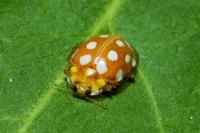 Halyzia sedecimguttata