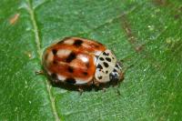 Harmonia quadripunctata