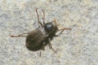 Pomatinus substriatus