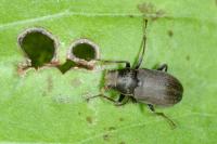 Pomatinus substriatus