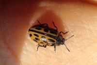 Chrysomela vigintipunctata