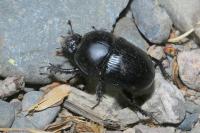 Geotrupes spiniger
