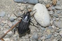 Necrodes littoralis