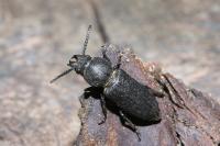 Spondylis buprestoides