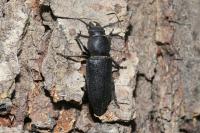 Spondylis buprestoides