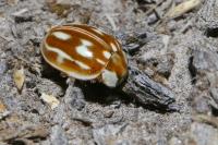 Myzia oblongoguttata