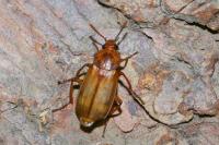 Necrodes littoralis
